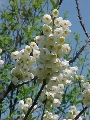 Carolina Silverbell Tree Seeds - Halesia carolina - 10 Seeds - Image 1