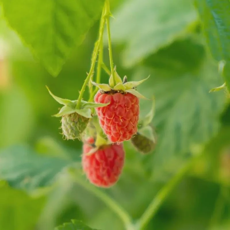 Caroline Raspberry Plant - Live Red Berry Bush for Zones 4-9 - 4" Pot - Image 1