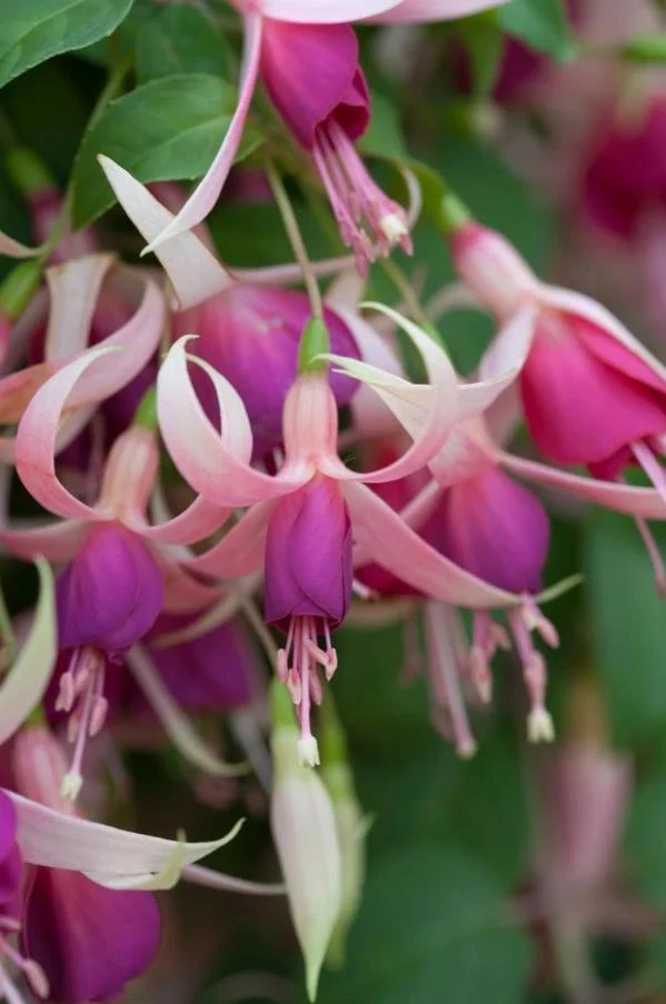 Cascade Fuchsia Live Plant - 6" Pot - Trailing Shade-Loving Flowering Ornamental Plant for Hanging Baskets - Image 2