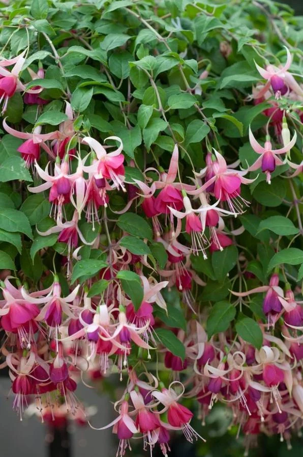 Cascade Fuchsia Live Plant - 6" Pot - Trailing Shade-Loving Flowering Ornamental Plant for Hanging Baskets - Image 3