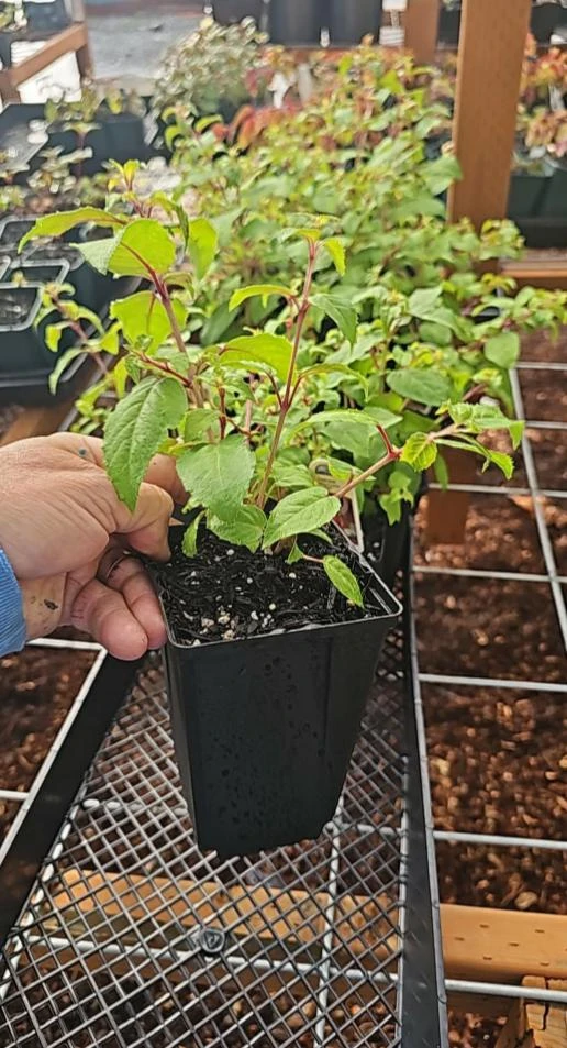 Cascade Fuchsia Live Plant - 6" Pot - Trailing Shade-Loving Flowering Ornamental Plant for Hanging Baskets - Image 4