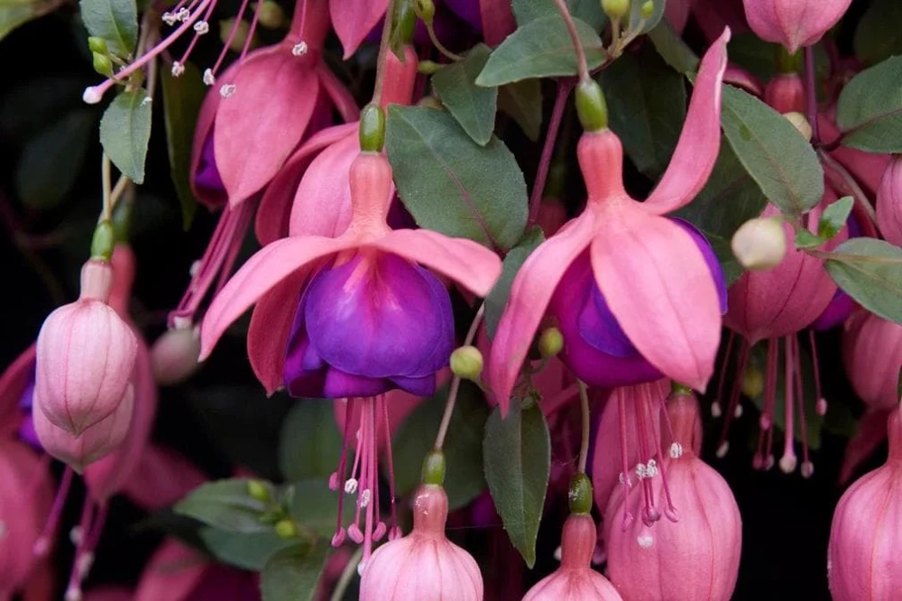 Cascade Fuchsia Live Plant - 6" Pot - Trailing Shade-Loving Flowering Ornamental Plant for Hanging Baskets - Image 1