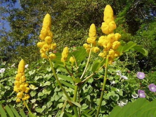 Cassia alata Empress Candle Seeds - 20 Seed Pack - Tropical Flowering Plant - Image 3