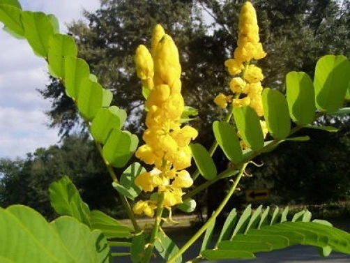 Cassia alata Empress Candle Seeds - 20 Seed Pack - Tropical Flowering Plant - Image 1