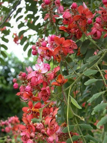 Cassia Roxburghii Red Cassia Seeds - 8 Seeds Pack - Bush & Shrub Seeds - Image 1