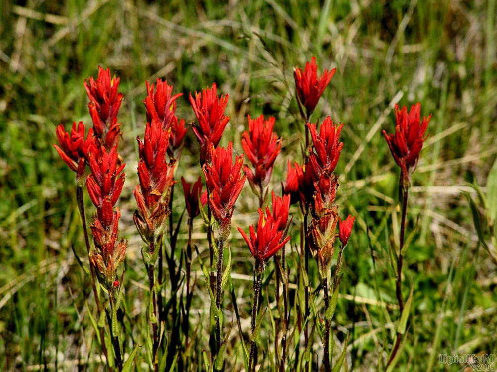 Castilleja linearifolia Narrow-leaf Paintbrush Seeds - 10 Count Perennial - Image 1