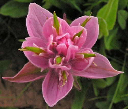 Castilleja rhexifolia Rosy Paintbrush Seeds - 10 Count Perennial Flower - Image 1