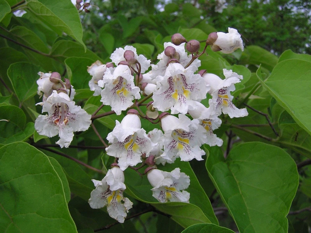 Catalpa Tree Live Plant – 1 Quart Pot, 6-12 inches tall – Outdoor Shade Tree - Image 1