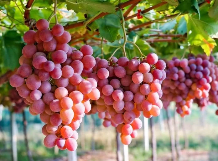 Catawba Grape Vine Live Plant - Sweet Red Grape, 8-16 Inch Tall - Image 3