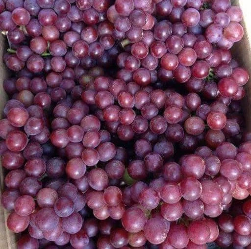 Catawba Grape Vine Live Plant - Sweet Red Grape, 8-16 Inch Tall - Image 4