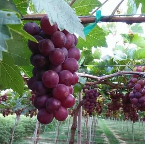 Catawba Grape Vine Live Plant - Sweet Red Grape, 8-16 Inch Tall - Image 5