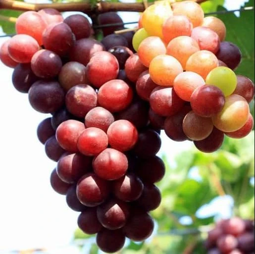 Catawba Grape Vine Live Plant - Sweet Red Grape, 8-16 Inch Tall - Image 6