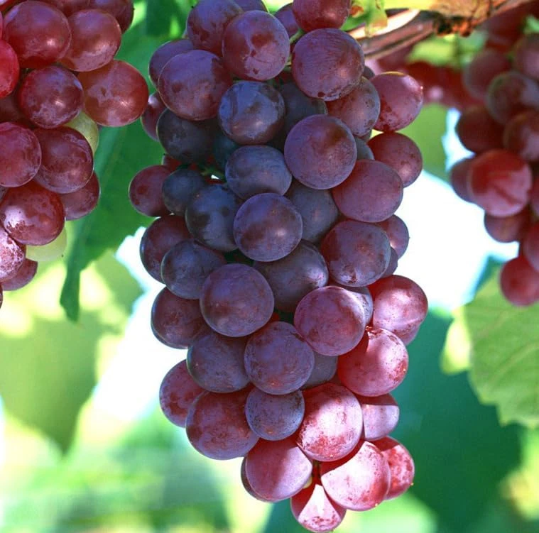 Catawba Grape Vine Live Plant - Sweet Red Grape, 8-16 Inch Tall - Image 7