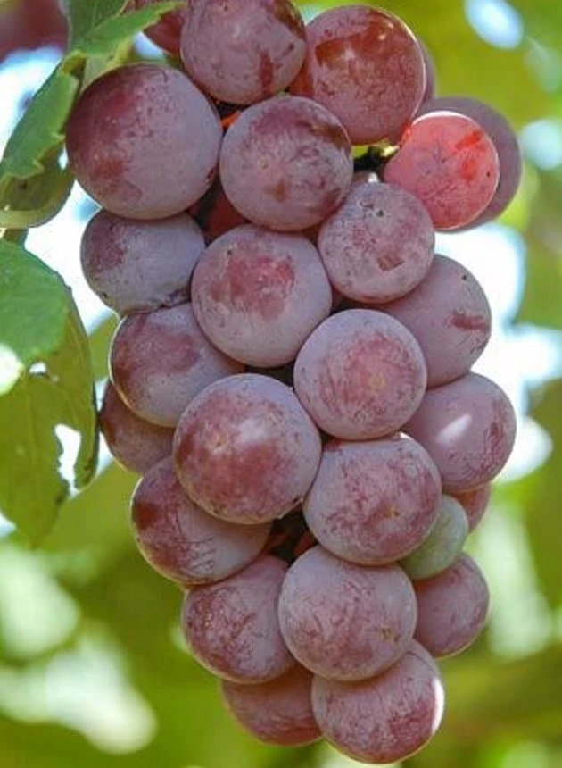 Catawba Red Grape Vine Live Plant - 1-2 Years Old, 2-3 ft Tall, Potted - Image 1