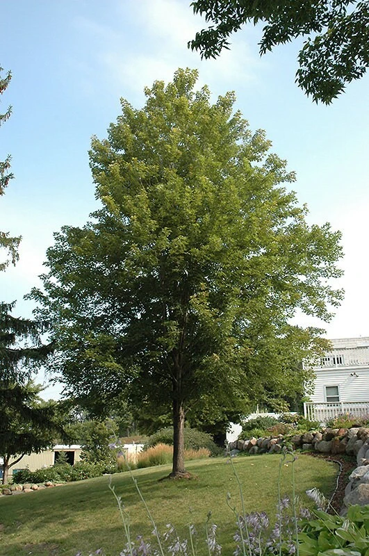 Celebration Maple Live Tree - 1 Quart Pot, 1-2 ft Tall - Deciduous Hybrid Shade Tree - Image 2