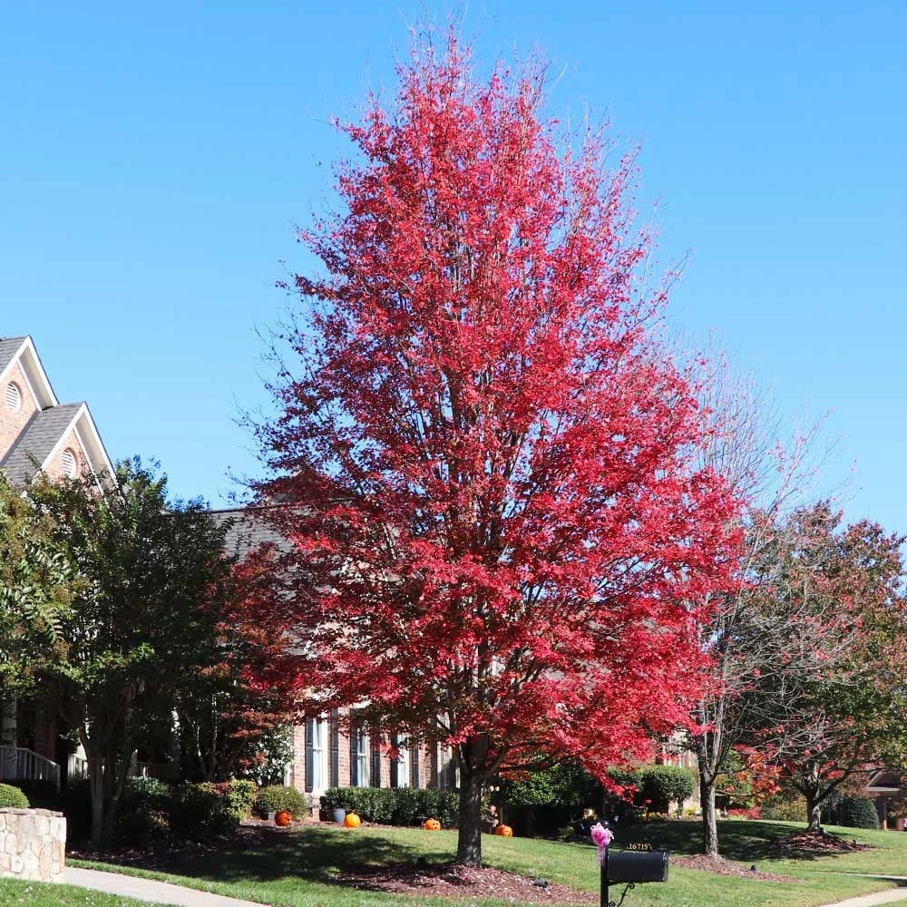 Celebration Maple Live Tree - 1 Quart Pot, 1-2 ft Tall - Deciduous Hybrid Shade Tree - Image 1