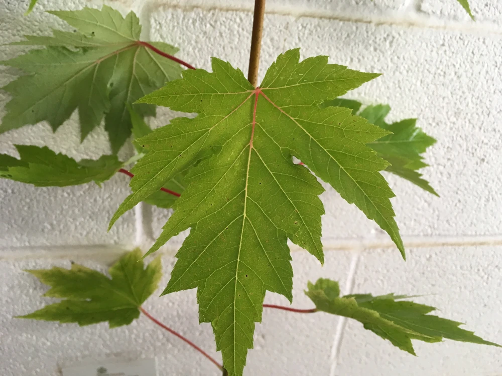 Celebration Maple Live Tree - 1 Quart Pot, 1-2 ft Tall - Deciduous Hybrid Shade Tree - Image 3