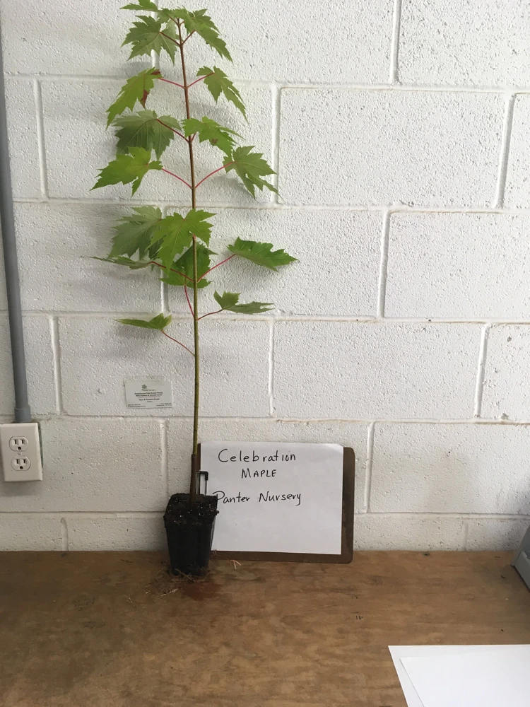 Celebration Maple Live Tree - 1 Quart Pot, 1-2 ft Tall - Deciduous Hybrid Shade Tree - Image 4