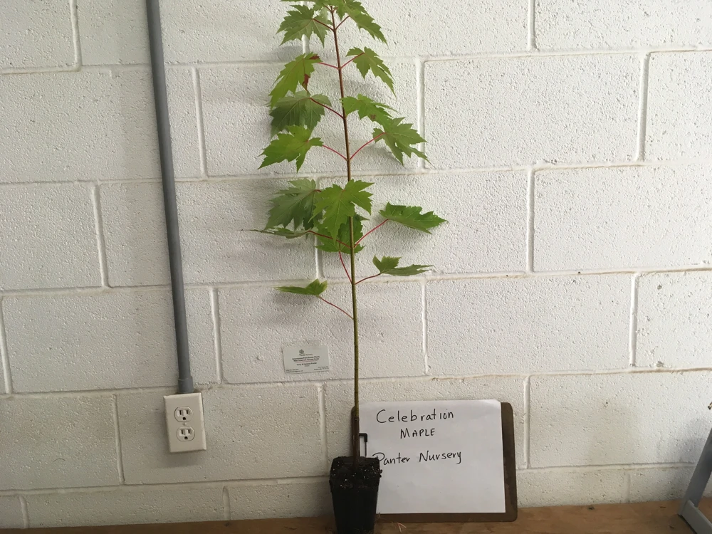 Celebration Maple Live Tree - 1 Quart Pot, 1-2 ft Tall - Deciduous Hybrid Shade Tree - Image 6