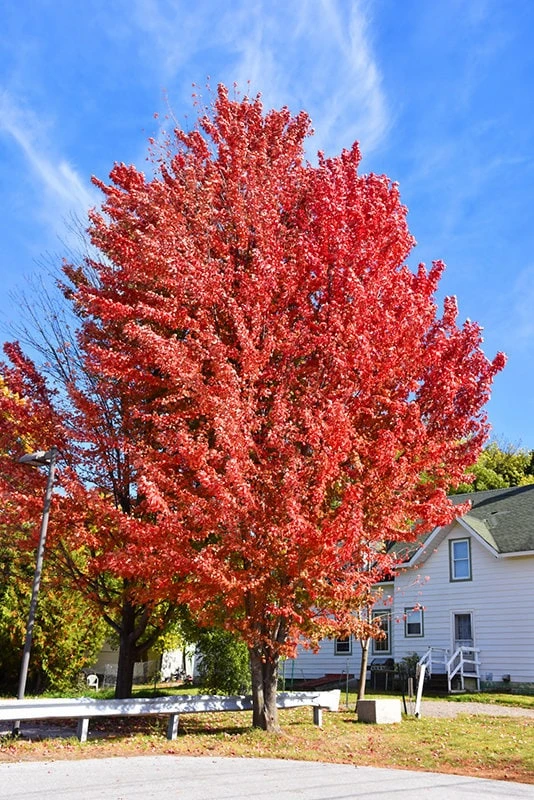 Celebration Maple Live Tree - 1 Quart Pot, 1-2 ft Tall - Deciduous Hybrid Shade Tree - Image 7