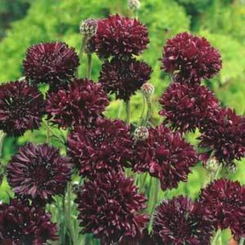Centaurea Cyanus Black Ball Seeds - 10 Count Cornflower Seeds - Dark Purple Annual Flower Seeds - Image 1