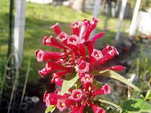 Cestrum elegans Ruby Red Seeds – 10 Count Bush & Shrub Seeds – Outdoor - Image 1