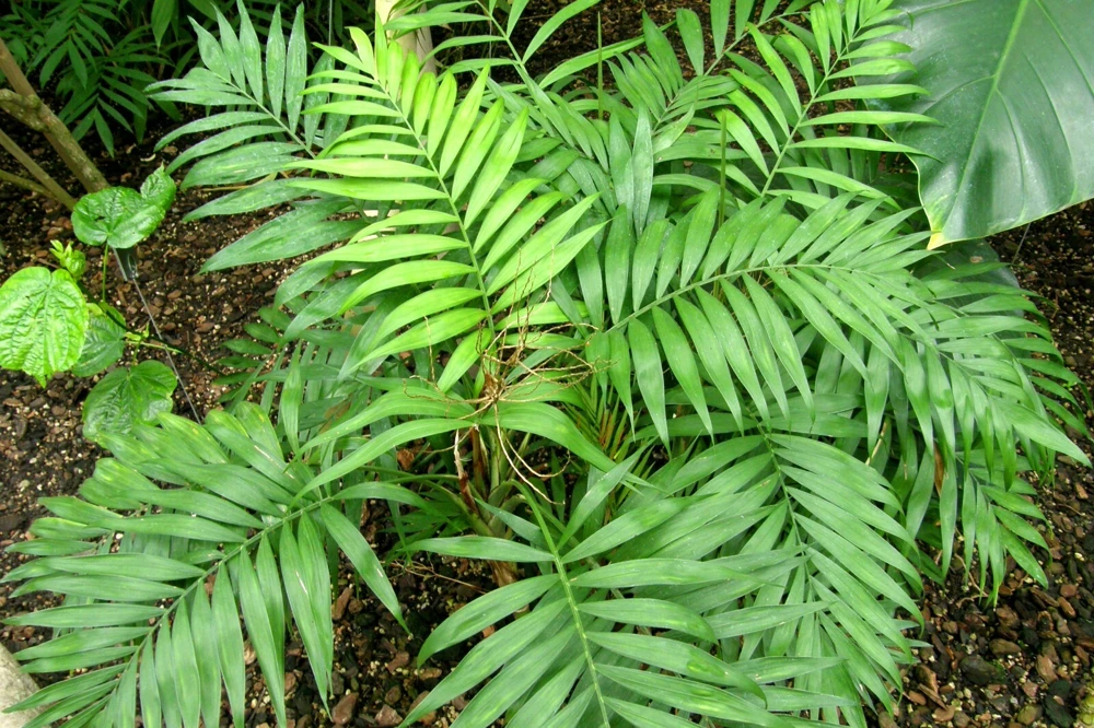Chamaedorea Elegans Parlor Palm Seeds - 10 Pack - Indoor Houseplant - Image 2