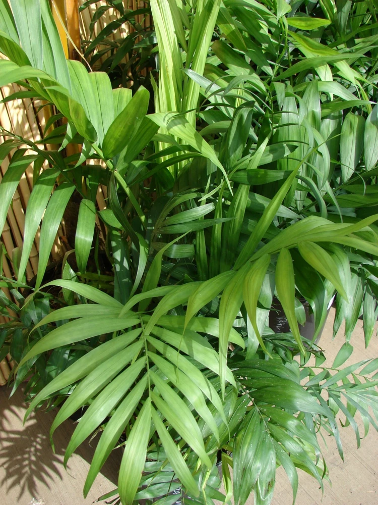 Chamaedorea Elegans Parlor Palm Seeds - 10 Pack - Indoor Houseplant - Image 1