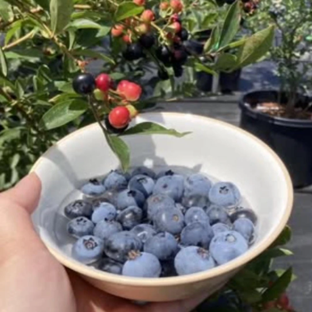 Chandler Blueberry Live Plants - 2 Pack, Fruiting Berry Shrubs for Garden, 4-6 Inches Tall - Image 10