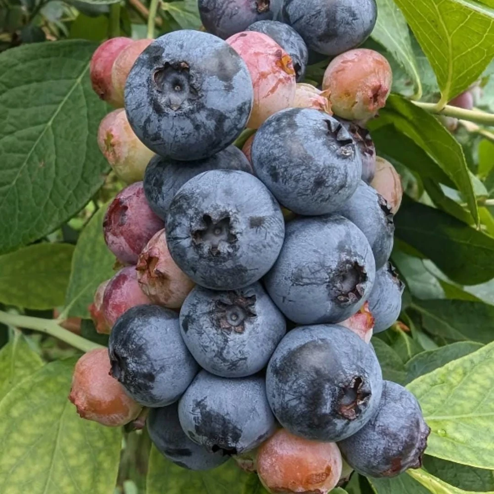 Chandler Blueberry Live Plants - 2 Pack, Fruiting Berry Shrubs for Garden, 4-6 Inches Tall - Image 11