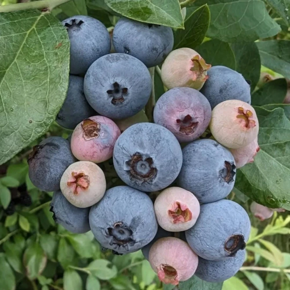 Chandler Blueberry Live Plants - 2 Pack, Fruiting Berry Shrubs for Garden, 4-6 Inches Tall - Image 12