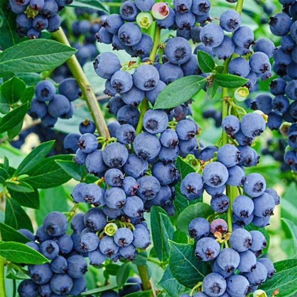 Chandler Blueberry Live Plants - 2 Pack, Fruiting Berry Shrubs for Garden, 4-6 Inches Tall - Image 3