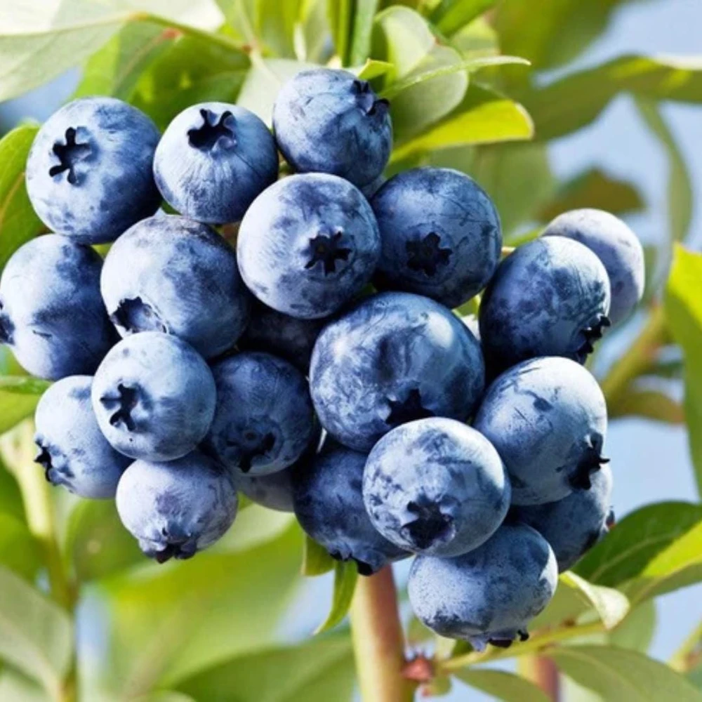 Chandler Blueberry Live Plants - 2 Pack, Fruiting Berry Shrubs for Garden, 4-6 Inches Tall - Image 4