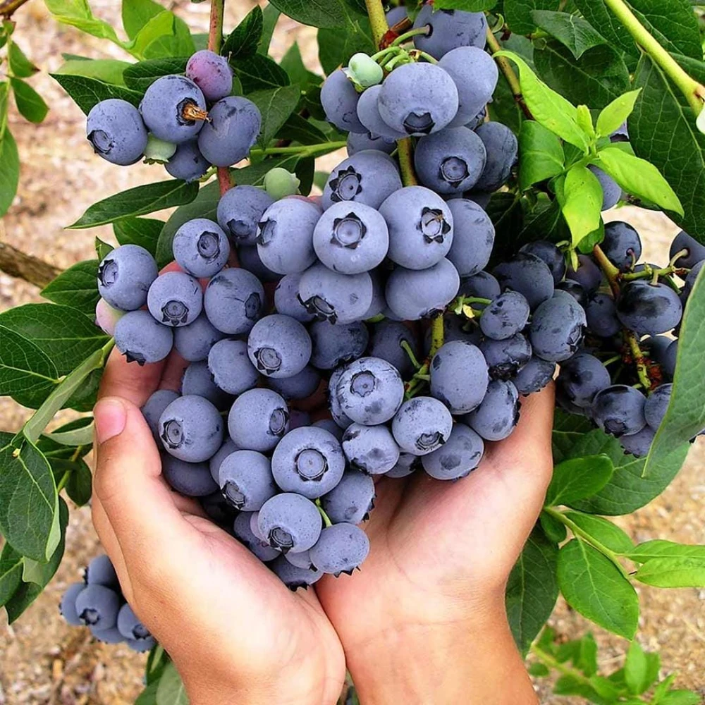Chandler Blueberry Live Plants - 2 Pack, Fruiting Berry Shrubs for Garden, 4-6 Inches Tall - Image 5
