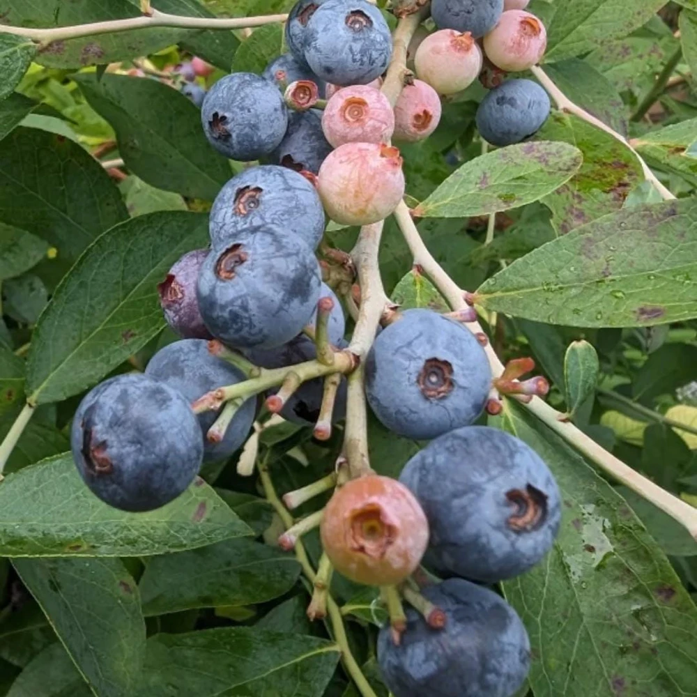 Chandler Blueberry Live Plants - 2 Pack, Fruiting Berry Shrubs for Garden, 4-6 Inches Tall - Image 7