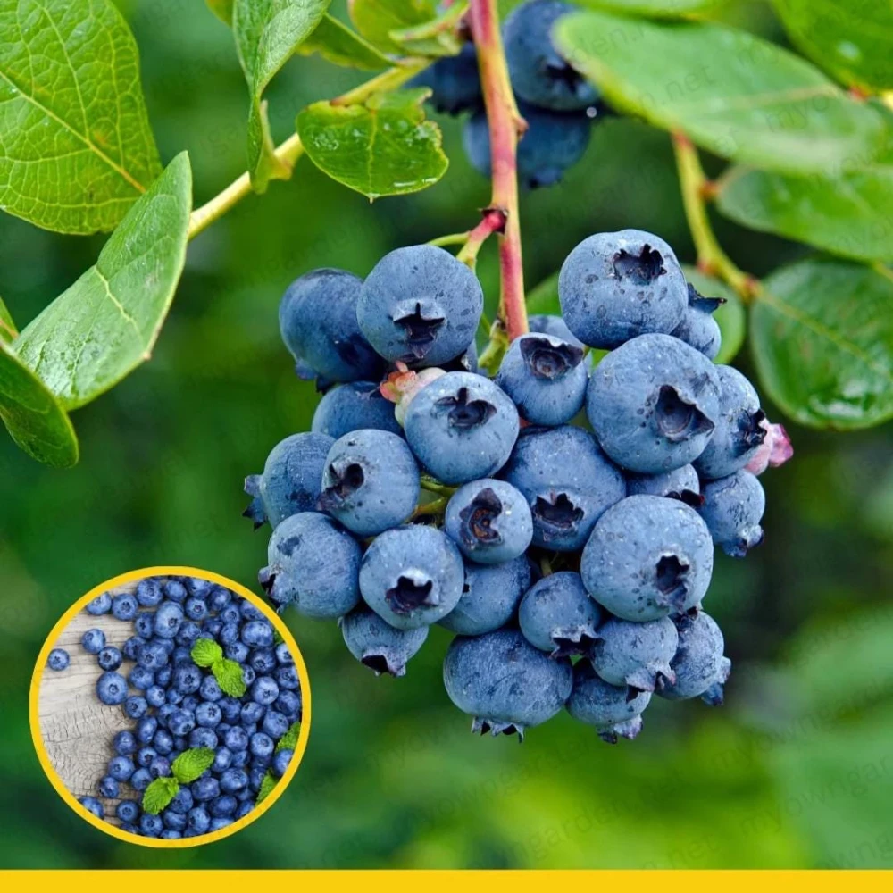 Chandler Blueberry Live Plants - 2 Pack, Fruiting Berry Shrubs for Garden, 4-6 Inches Tall - Image 8