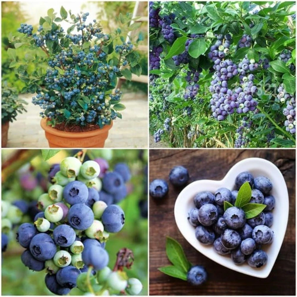 Chandler Blueberry Live Plants - 2 Pack, Fruiting Berry Shrubs for Garden, 4-6 Inches Tall - Image 9