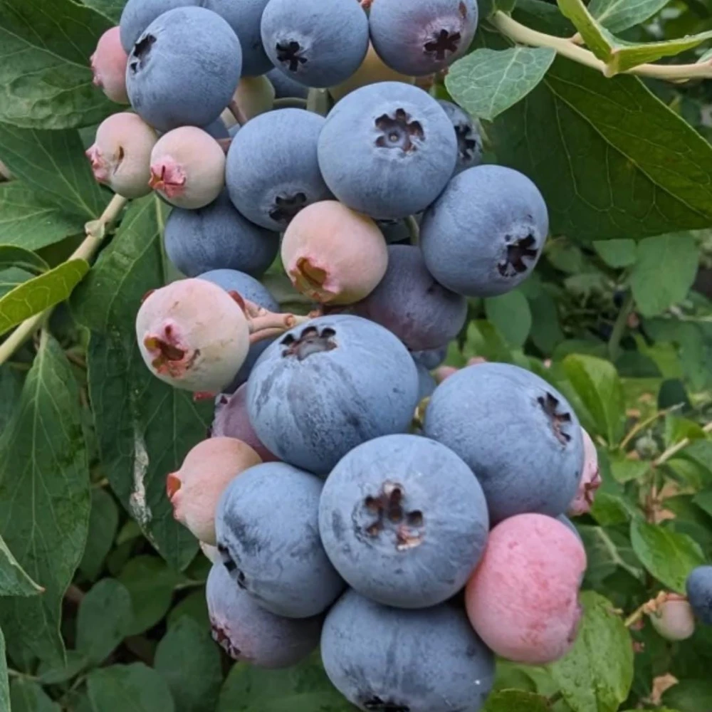 Chandler Blueberry Live Plants - 2 Pack, Fruiting Berry Shrubs for Garden, 4-6 Inches Tall - Image 1
