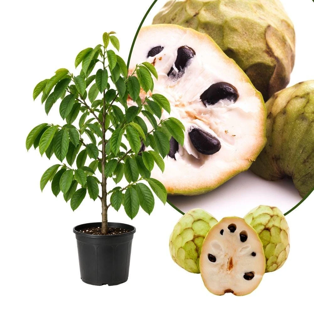 Cherimoya Live Fruit Tree – 2-2.5 ft Tall Custard Apple Plant – 1 Gallon Pot - Image 1