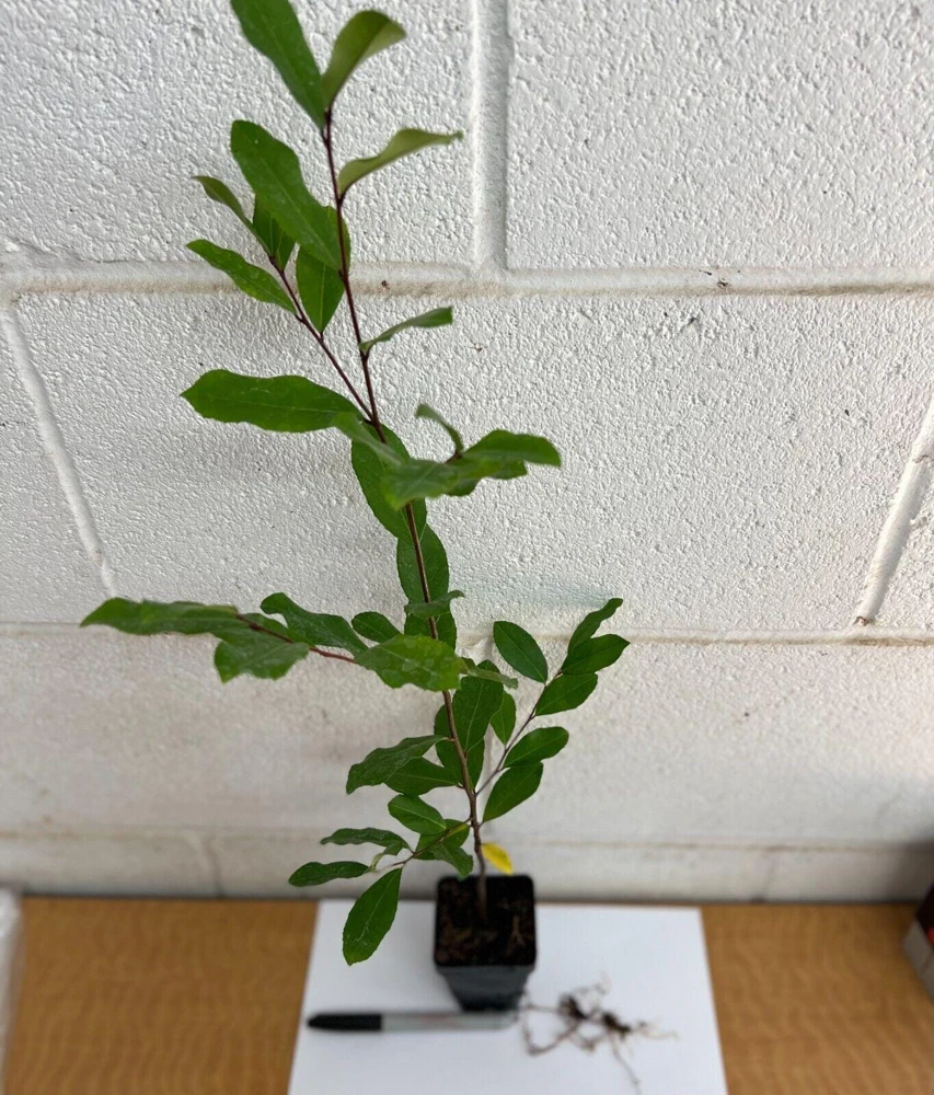 Cherry Laurel Live Plant - 6-12" Tall, 2.5" Pot - Evergreen Shrub/Tree Outdoor - Image 2