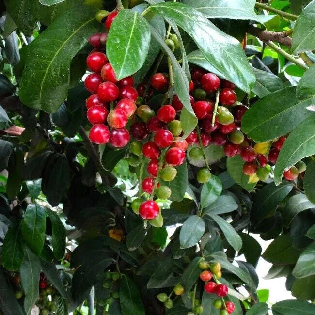 Cherry Laurel Live Plant - 6-12" Tall, 2.5" Pot - Evergreen Shrub/Tree Outdoor - Image 3