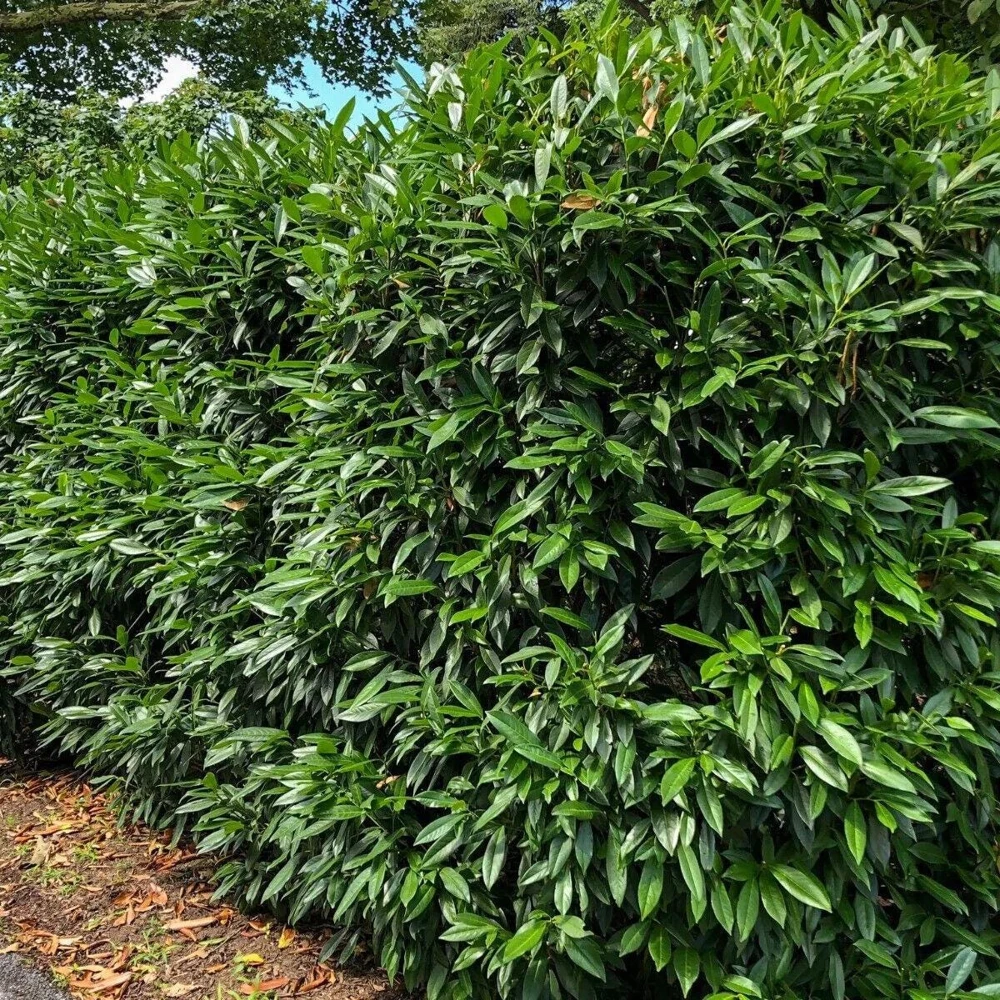 Cherry Laurel Live Plant - 6-12" Tall, 2.5" Pot - Evergreen Shrub/Tree Outdoor - Image 4