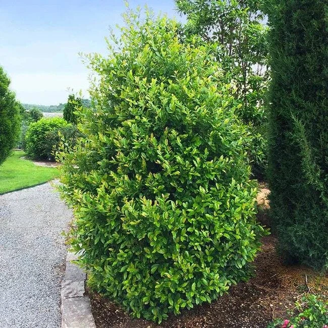 Cherry Laurel Live Plant - 6-12" Tall, 2.5" Pot - Evergreen Shrub/Tree Outdoor - Image 1