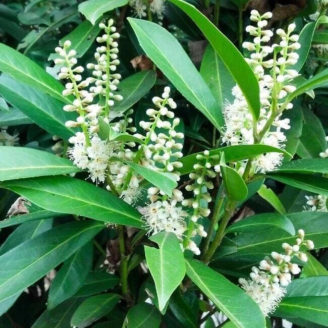 Cherry Laurel Live Plant - 6-12" Tall, 2.5" Pot - Evergreen Shrub/Tree Outdoor - Image 5