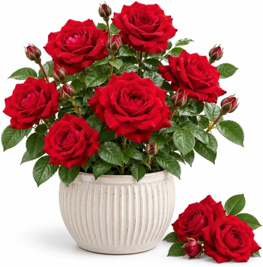 Cherry Red Rose Live Plant - Fragrant Red Rose Bush, 4-8 Inches Tall, Outdoor - Image 1