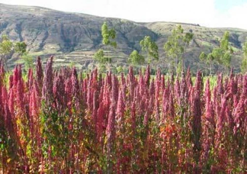 Cherry Vanilla Quinoa Seeds - 50 Count Annual Edible Plant - Image 1