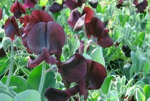 Cherub Dwarf Penny Black Sweet Pea Seeds - 10 Seeds - Fragrant Flowers - Image 1