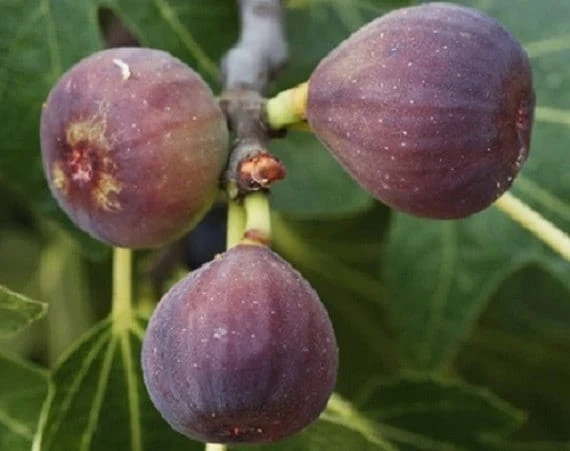 Chicago Hardy Fig Tree Live Plant - Cold Hardy, 2-3 ft Tall, 1-2 Year Old - Image 1