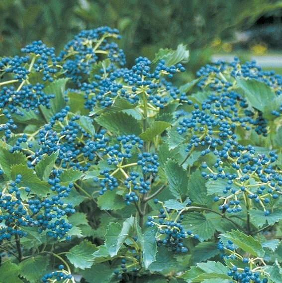 Chicago Lustre Viburnum Shrub – Live Plant – 2.5" Pot – 10-18" Tall – Zones 5-8 - Image 2