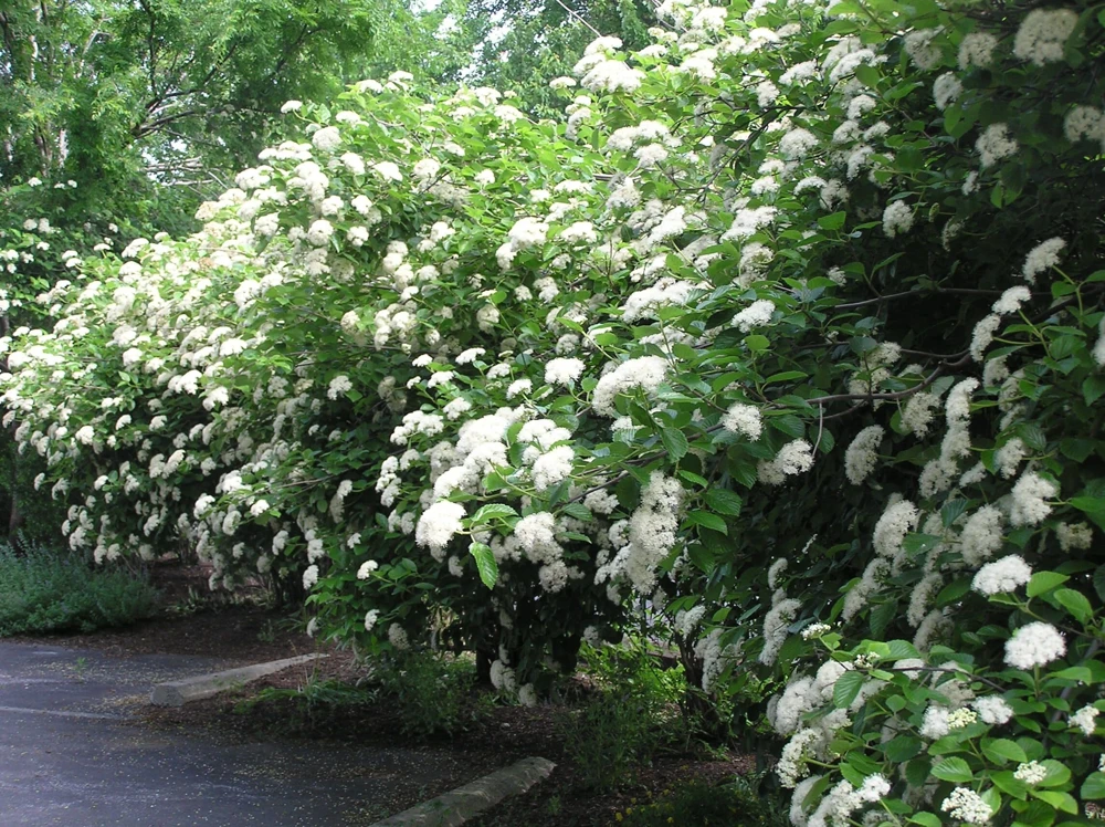Chicago Lustre Viburnum Shrub – Live Plant – 2.5" Pot – 10-18" Tall – Zones 5-8 - Image 4